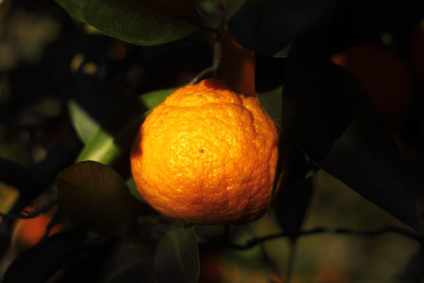 新鲜橙子采摘