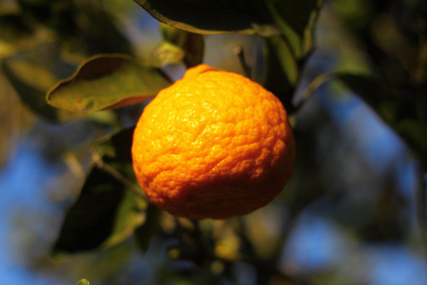 新鲜橙子采摘