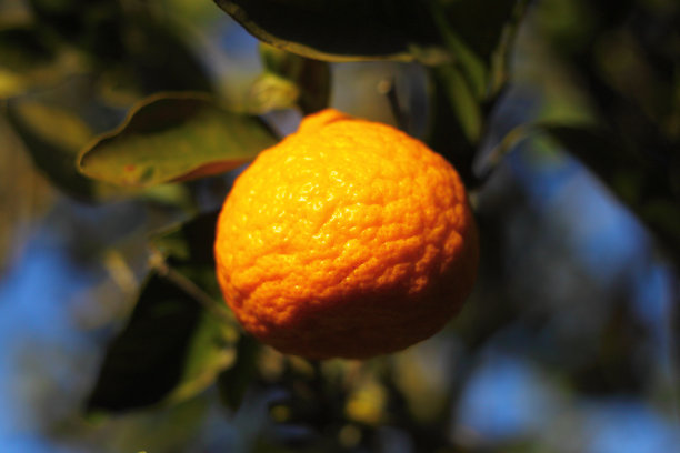 橘子成熟