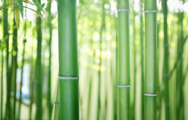 竹子,绿竹,竹林