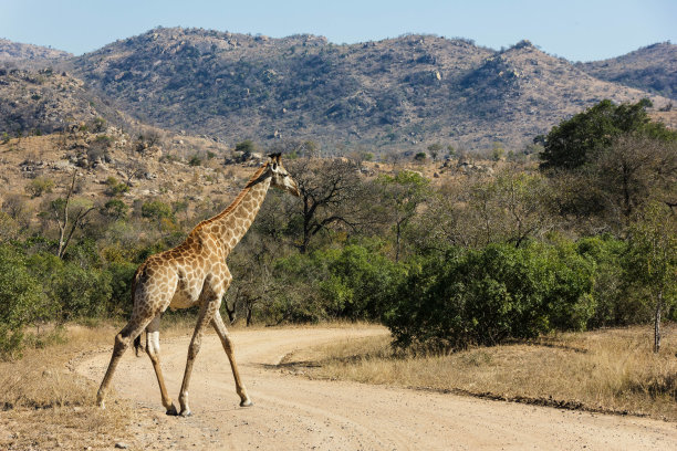 行走中的长颈鹿