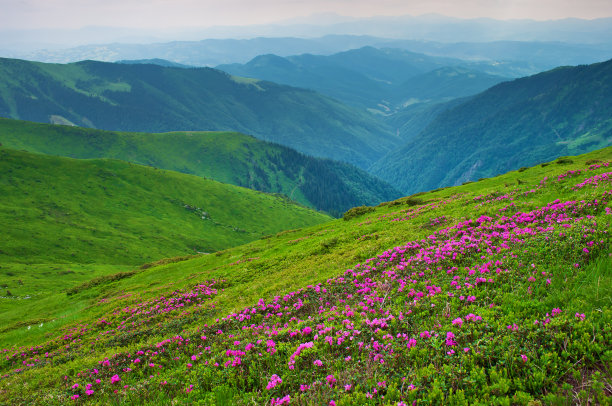 山坡盛开映山红