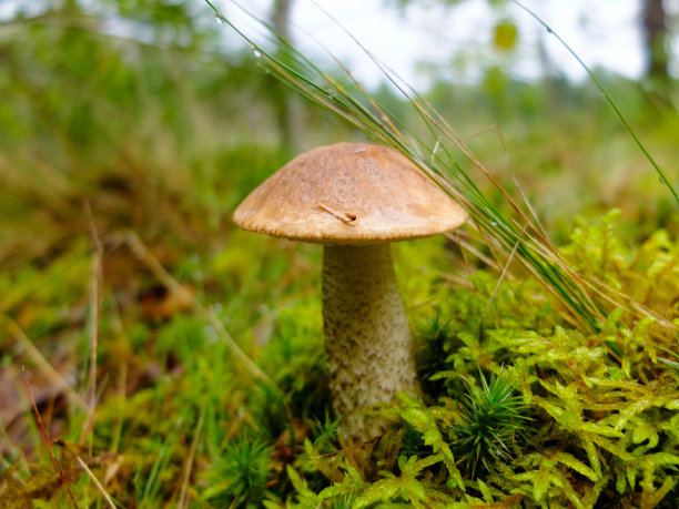 木桩上的蘑菇