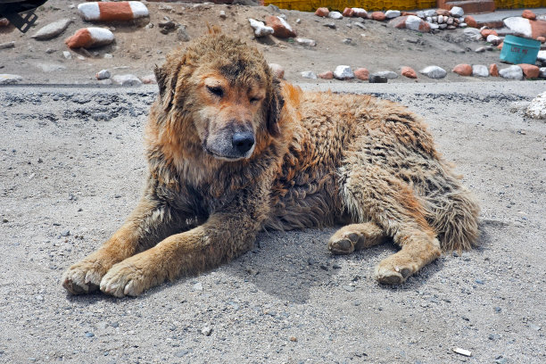 无家可归的流浪猫