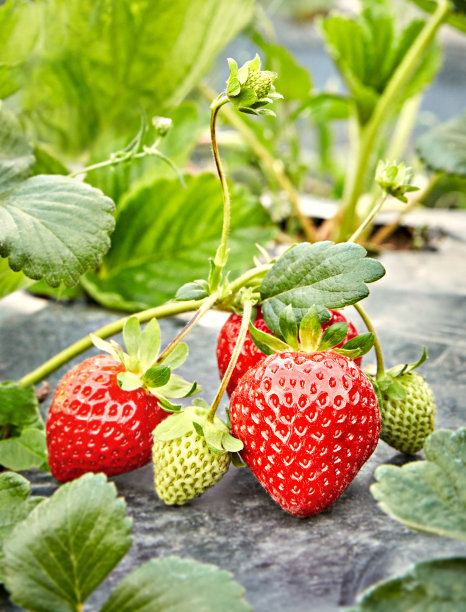 草莓地草莓