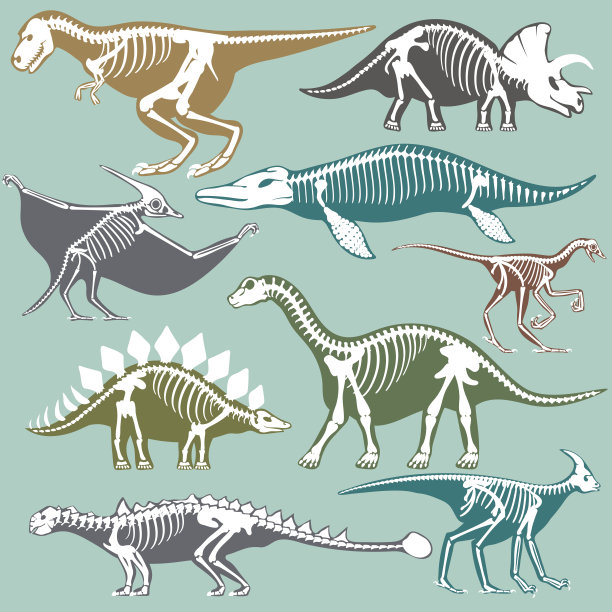 动物头骨化石