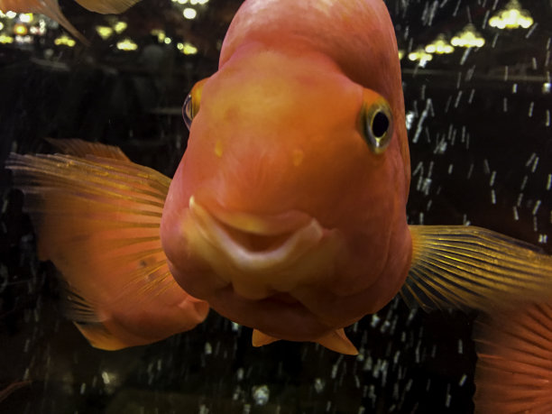 水族箱红色金鱼