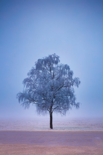 雪地里的一棵树