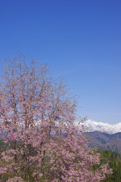 雪山和樱花风景