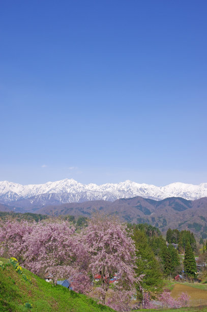 雪山和樱花风景