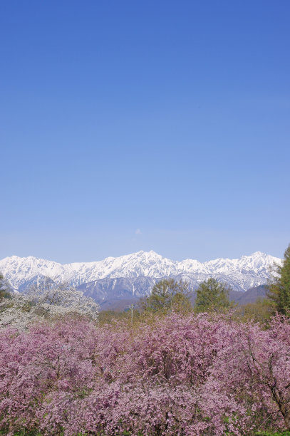 雪山和樱花风景