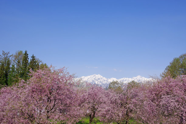 雪山和樱花风景