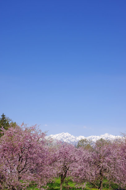 雪山和樱花风景