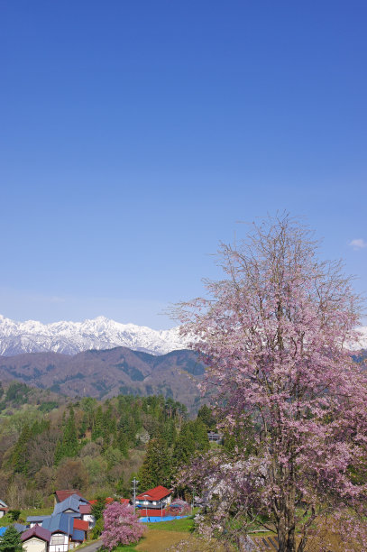 雪山和樱花风景