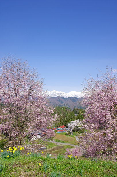 雪山和樱花风景