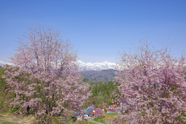 雪山和樱花风景