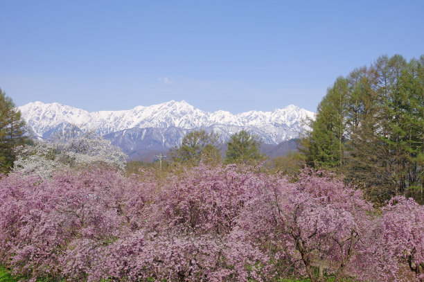 雪山和樱花风景