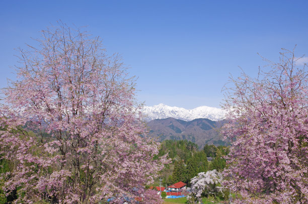 自然,花,水平画幅