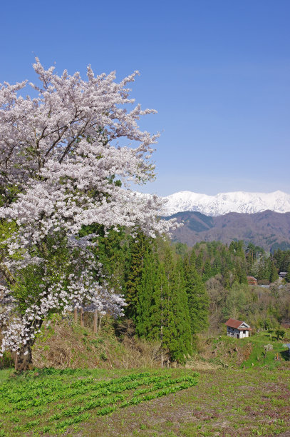 雪山和樱花风景