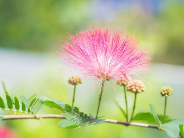 毛茸茸的花