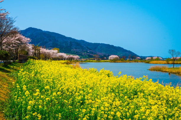 油菜花田