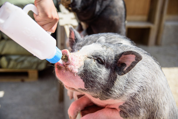 猪喝奶