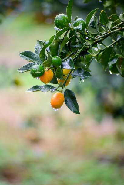 柑橘金橘