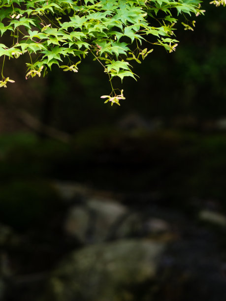 绿色枫叶水滴