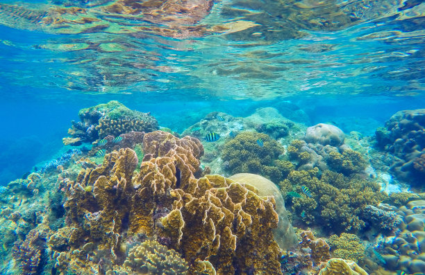 水生生物多样性背景