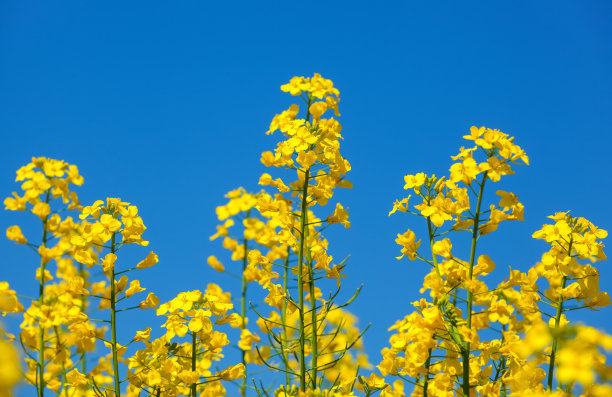 油菜花田