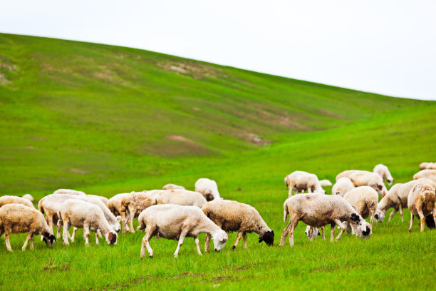 草原小绵羊