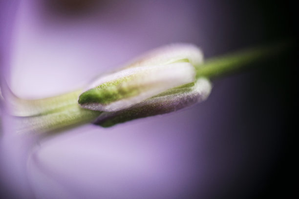 野生植物