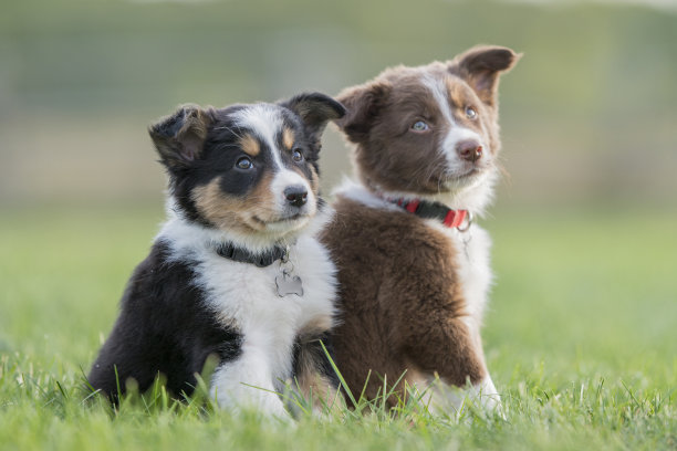 边境牧羊犬幼犬