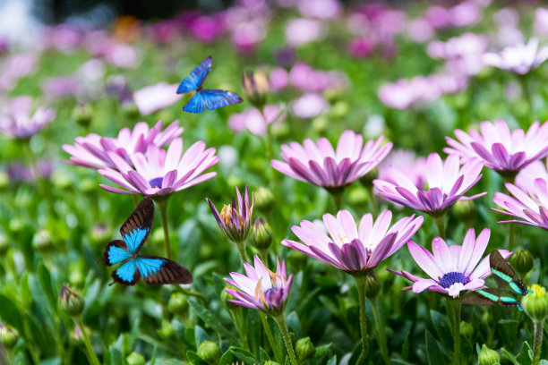 菊花 蝴蝶