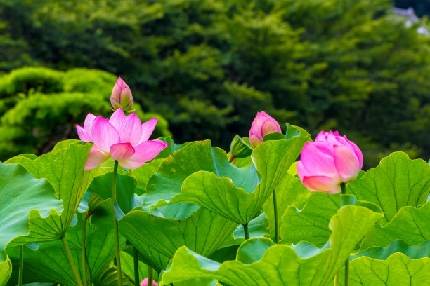 满池的荷花