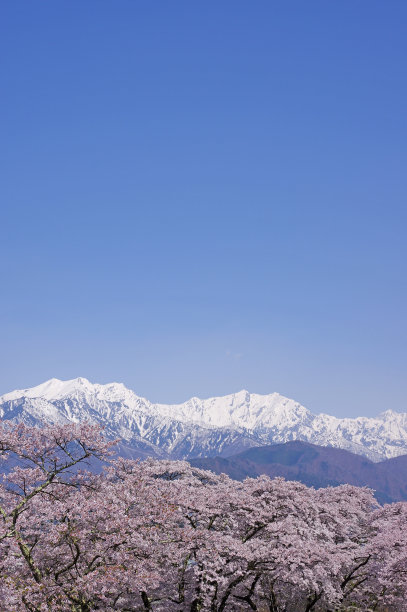 雪山和樱花风景