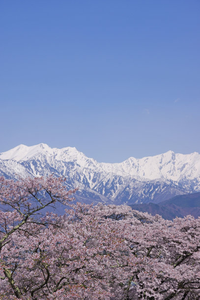 雪山和樱花风景