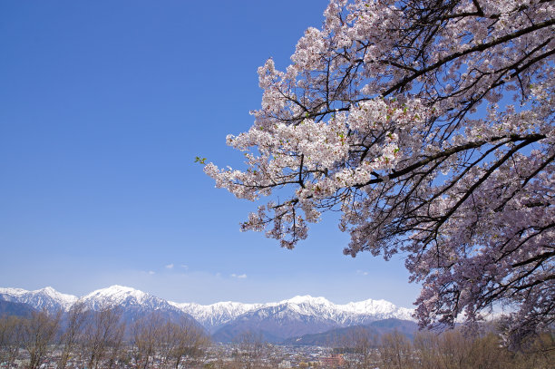 雪山和樱花风景