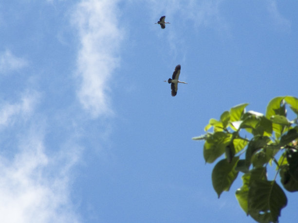天空下飞翔的白鹭鸟群