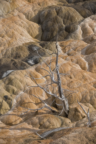 美国黄石国家公园的猛犸温泉