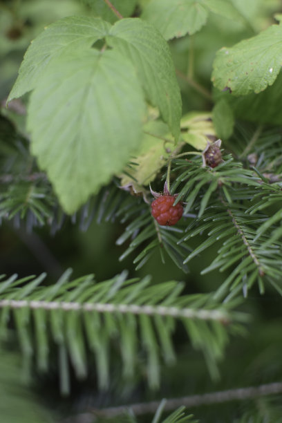 松科,野生植物,常绿树