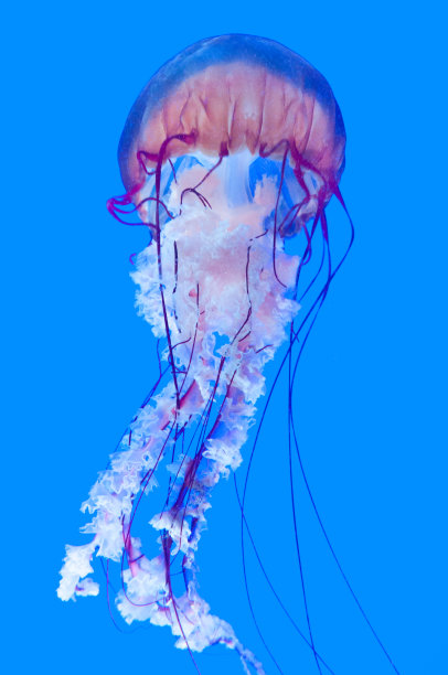 巨型水母