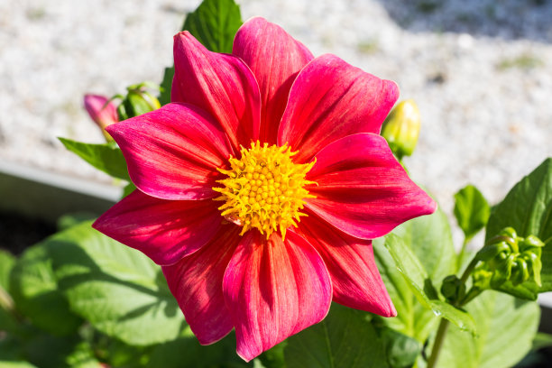 太阳花花蕊