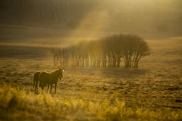 草原草地上奔跑的骏马