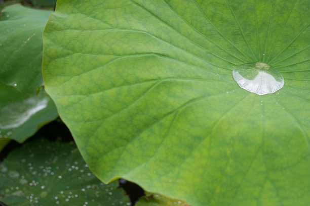 莲池