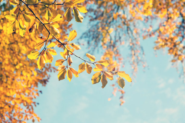 秋日树木