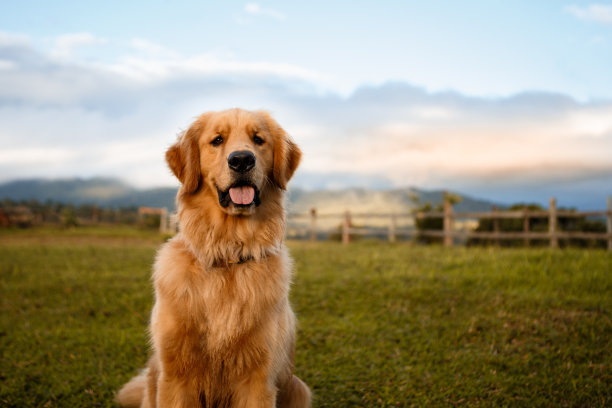 小犬