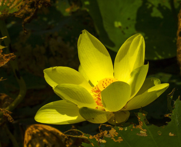 水草