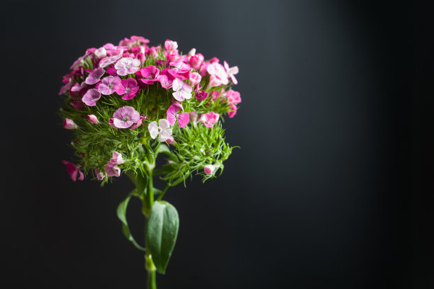 季节,春天,一个物体