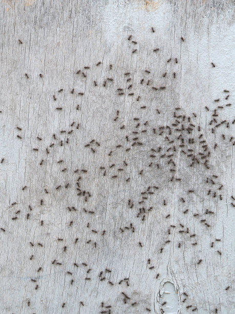 蚂蚁社区